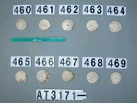 藏品(芋螺貝)的圖片